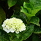 紫陽花