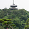三溪園 蓮