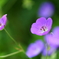 花　丘陵公園1