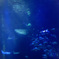 海の王様