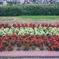 歩道脇の花壇