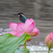 ハスの花と共に