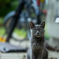 迷い猫2