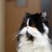 ねこ