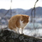 尾道の猫