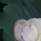 花　その149