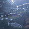淡水魚