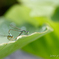 梅雨が明けましたよ