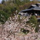 寒桜