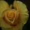Water drop
