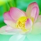  花　時　間