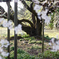 東京都　六義園