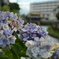 栃木県 巴波川  