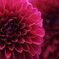 dahlia