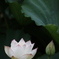 花　その150