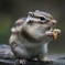エゾシマリス