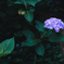紫陽花