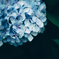 紫陽花