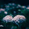 紫陽花