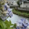 巴波川にて 想いで 