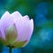 晴れ間の蓮の花