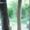 7artisans 35mmf1.4試写(f1.4)