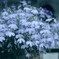紫の花が好き