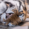 天王寺動物園④　トラ