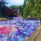 浮き紫陽花