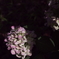 紫陽花１