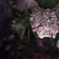 紫陽花２