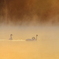 川霧に映えるハクチョウ