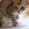 猫がやってきた