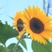 IMG_2169 helios44m-4