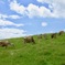 牧場で草を喰む牛たち