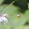蓮華升麻