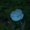 月見草（1）
