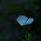 月見草（2）