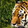 Eye of The Tiger