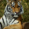 20090110多摩動物公園104