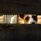 JRT