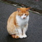 猫 20071016