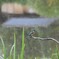 初投稿　カワセミ