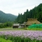 京都 久多 友禅菊の夏