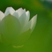 緑萌えて