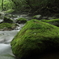 大きな苔岩