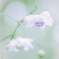 fairy dance