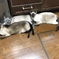 今朝の猫
