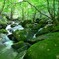 苔生す渓流