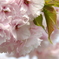 八重の花束（２）